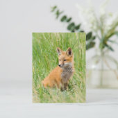 Red Fox Kit in gras nabij den den Briefkaart (Staand voorkant)