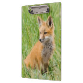 Red Fox Kit in gras nabij den den Klembord (Links)