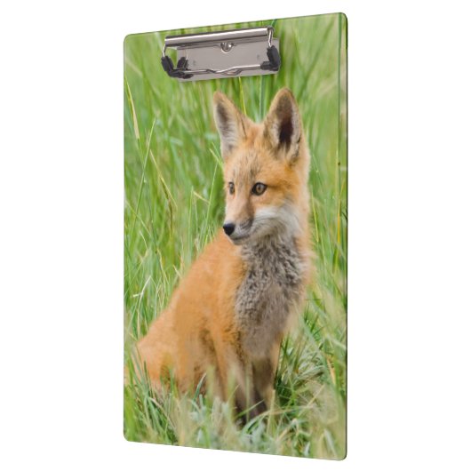 Red Fox Kit in gras nabij den den Klembord (Links)