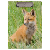 Red Fox Kit in gras nabij den den Klembord (Voorkant)