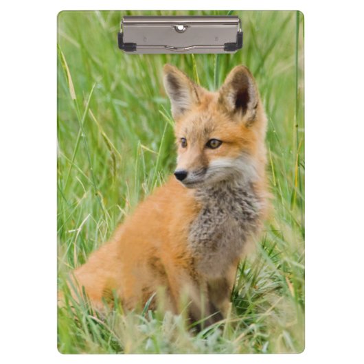 Red Fox Kit in gras nabij den den Klembord (Voorkant)