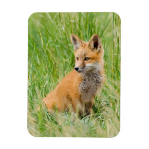 Red Fox Kit in gras nabij den den Magneet