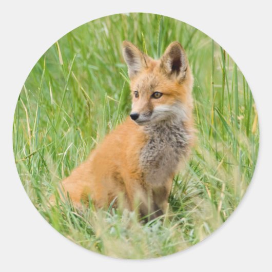 Red Fox Kit in gras nabij den den Ronde Sticker (Voorkant)