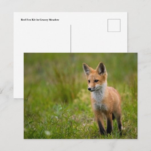Red Fox Kit in Grassy Meadow Briefkaart (Voorkant / Achterkant)