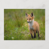Red Fox Kit in Grassy Meadow Briefkaart (Voorkant)