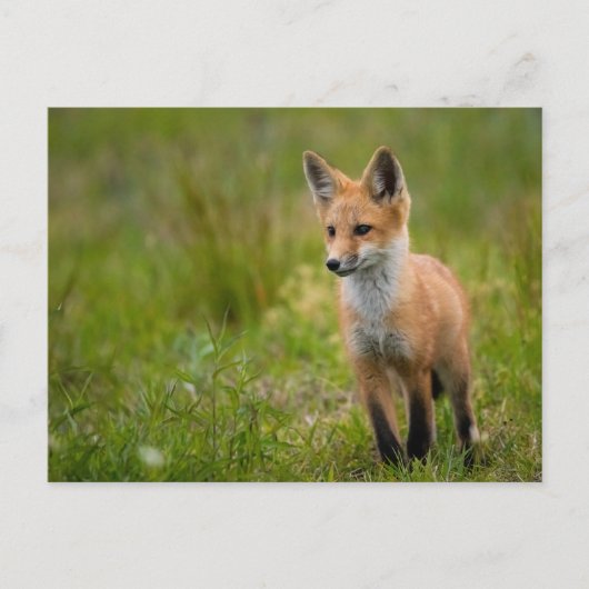 Red Fox Kit in Grassy Meadow Briefkaart (Voorkant)