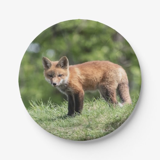Red Fox Kit Papieren Bordje (Voorkant)