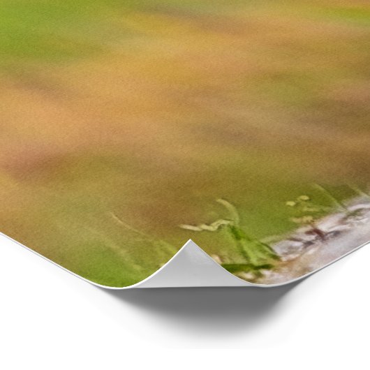 Red Fox Kit Poster (Hoek)