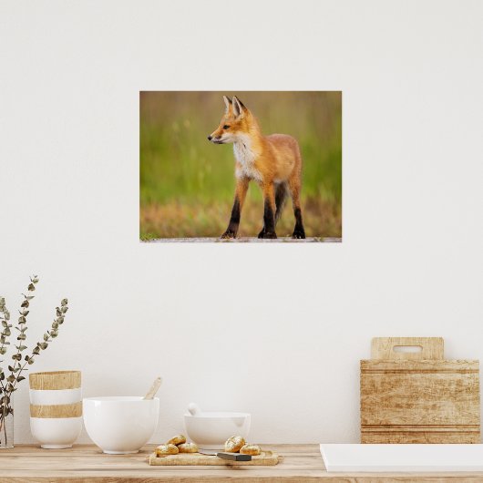 Red Fox Kit Poster (Keuken)
