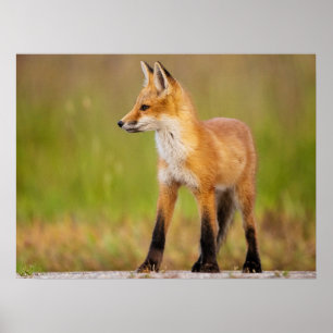 Red Fox Kit Poster