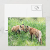 Red Fox Kits Briefkaart (Voorkant / Achterkant)