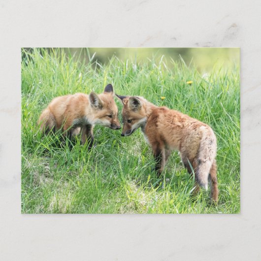 Red Fox Kits Briefkaart (Voorkant)
