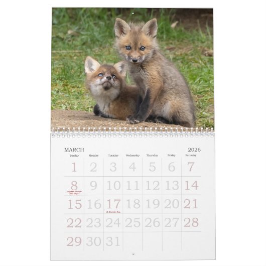 Red Fox Kits Kalender (Mar 2026)