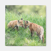 Red Fox Kits Magneet (Voorkant)