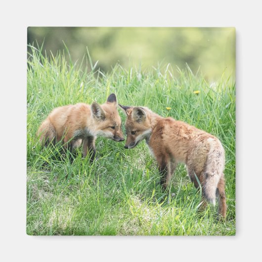 Red Fox Kits Magneet (Voorkant)