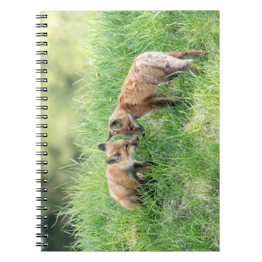 Red Fox Kits Notitieboek (Voorkant)