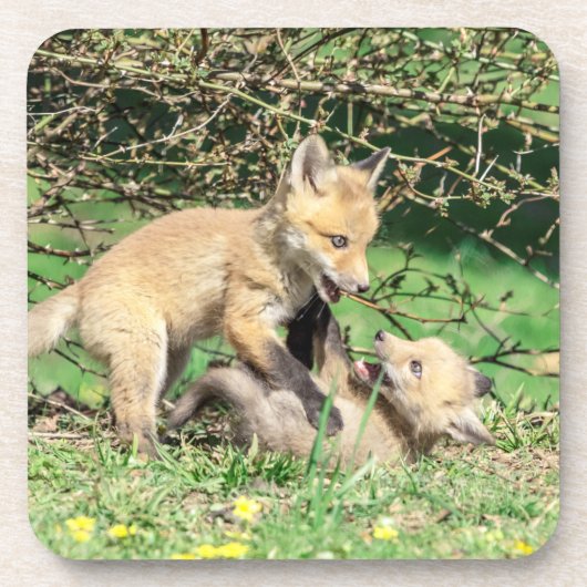 Red Fox Kits Speling Bier Onderzetter (Voorkant)