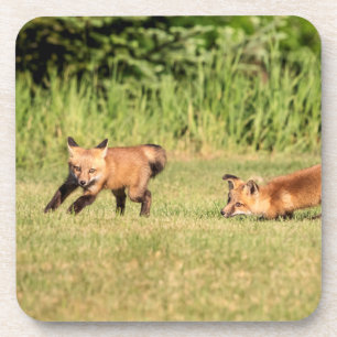 Red Fox Kits Speling Bier Onderzetter