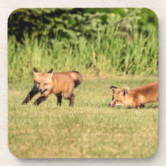 Red Fox Kits Speling Bier Onderzetter (Voorkant)