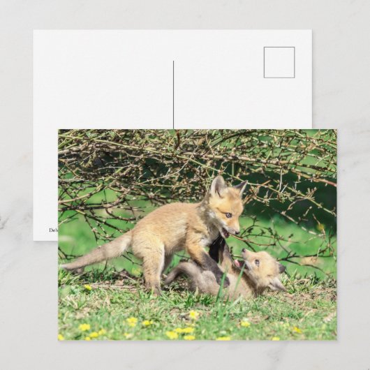 Red Fox Kits Speling Briefkaart (Voorkant / Achterkant)