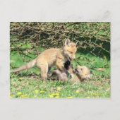 Red Fox Kits Speling Briefkaart (Voorkant)