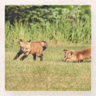 Red Fox Kits Speling Glazen Onderzetter