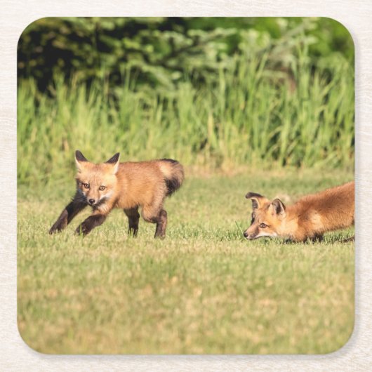 Red Fox Kits Speling Kartonnen Onderzetters (Voorkant)
