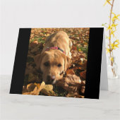 Red Fox Labrador zat in de herfst bladeren groeten Kaart (Gele Bloem)