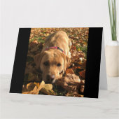 Red Fox Labrador zat in de herfst bladeren groeten Kaart (Voorkant)