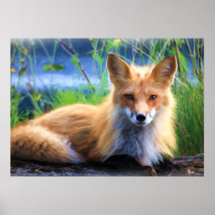 Red Fox Laying in het Grass Wildlife Afbeelding Poster