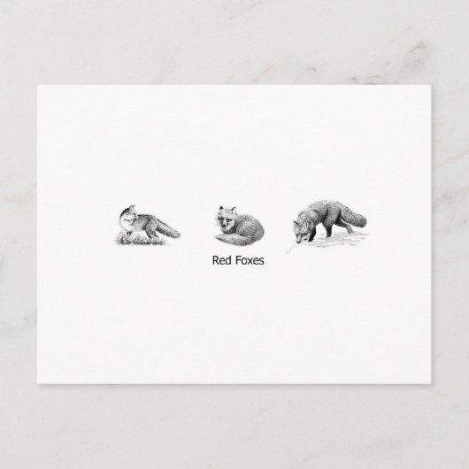 Red Fox Line Art (titel) Briefkaart (Voorkant)