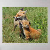 Red Fox Mama en Kit Poster (Voorkant)