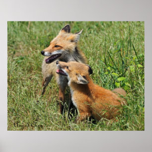 Red Fox Mama en Kit Poster
