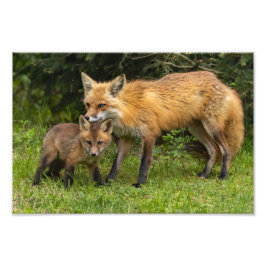 Red Fox Moeder en Jongster Foto Afdruk