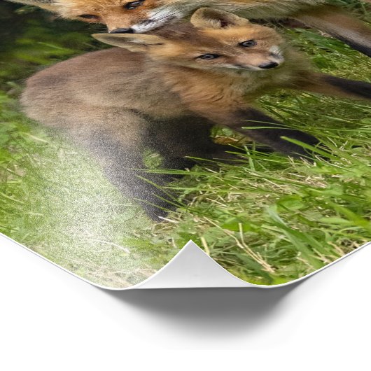 Red Fox Moeder en Jongster Foto Afdruk (Hoek)