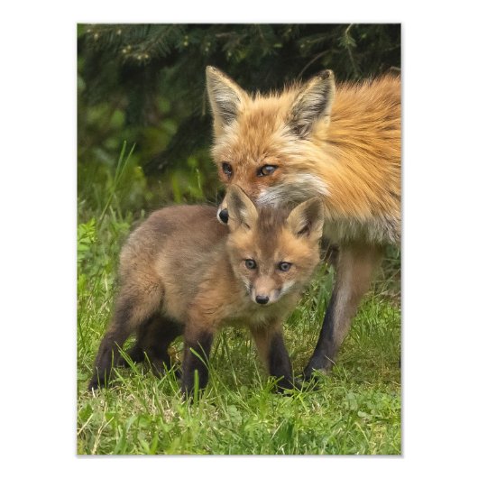 Red Fox Moeder en Jongster Foto Afdruk (Voorkant)