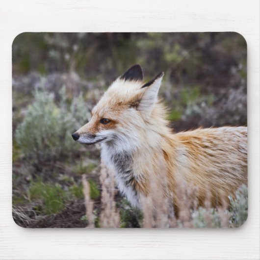 Red Fox Muismat (Voorkant)