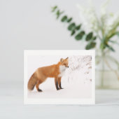 Red Fox Natuur Wildlife Foto Briefkaart (Staand voorkant)