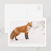Red Fox Natuur Wildlife Foto Briefkaart (Voorkant / Achterkant)