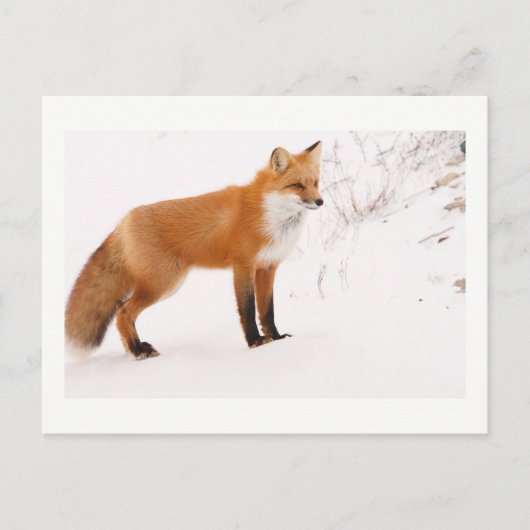 Red Fox Natuur Wildlife Foto Briefkaart (Voorkant)