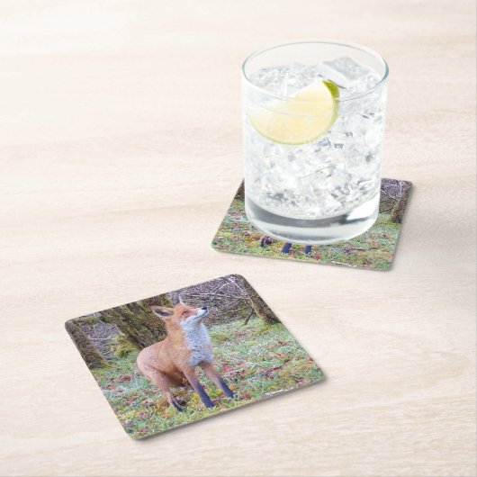 Red Fox Onderzetter (Insitu)