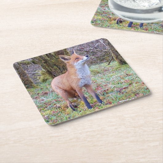 Red Fox Onderzetter (Schuin)