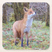 Red Fox Onderzetter (Voorkant)