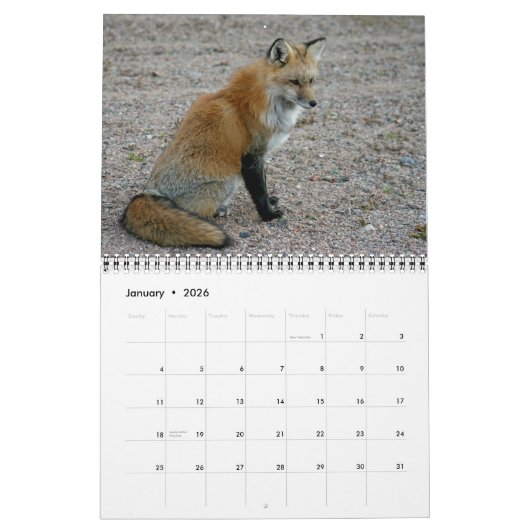 Red Fox ontmoet Fox fotografie Kalender (Jan 2026)