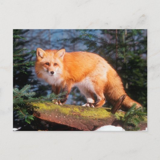 Red Fox op een log Briefkaart (Voorkant)