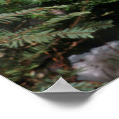 Red Fox op een log Poster (Hoek)