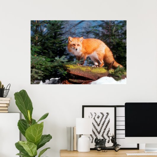 Red Fox op een log Poster (Thuiskantoor)