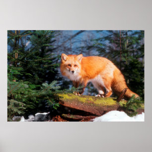 Red Fox op een log Poster