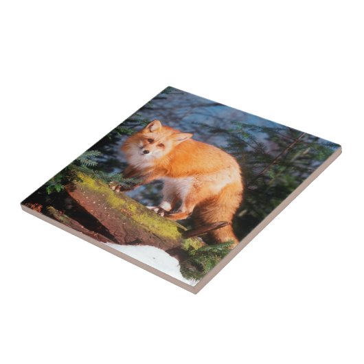 Red Fox op een log Tegeltje (Zijkant)