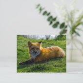 Red Fox op het eiland San Juan in de staat Washing Briefkaart (Staand voorkant)
